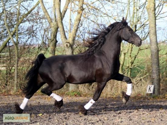 Фото 3. Добре навчений коня, чистокровний 4-річна фрійська кобила