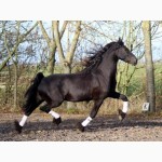 Добре навчений коня, чистокровний 4-річна фрійська кобила