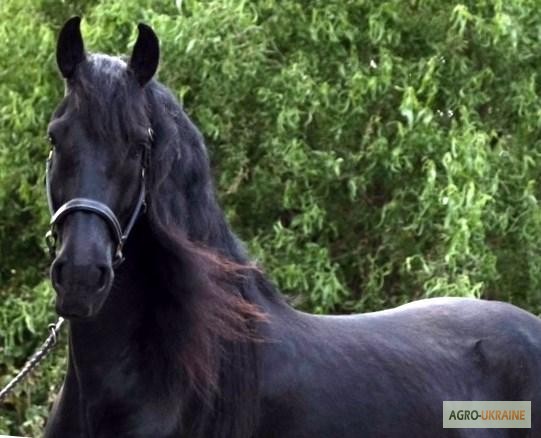 Фото 4. Добре навчений коня, чистокровний 4-річна фрійська кобила