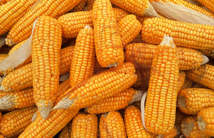 Есть покупатели пшеницы и кукурузы с эливаторов и хозяйств с всей Украины 1 000 тонн