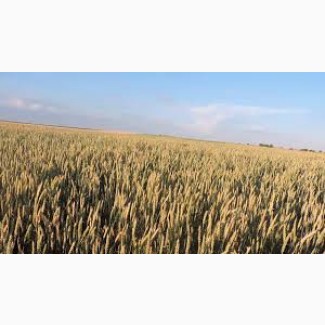 Пшениця дворучка Леннокс від Бучачагрохлібпром