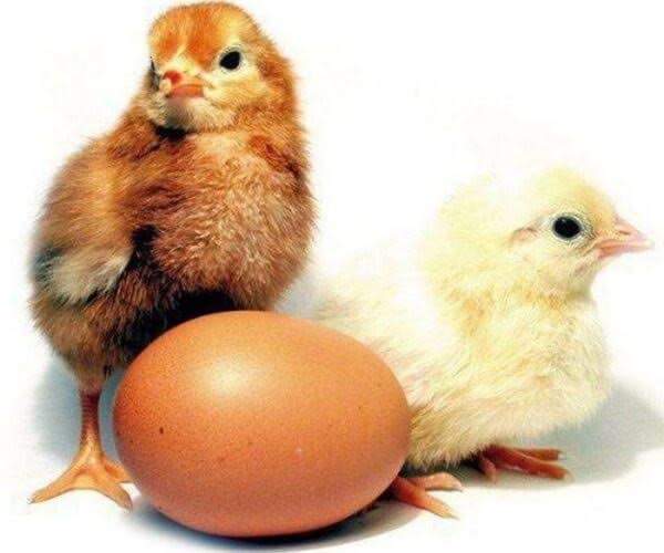 Фото 2. Інкубаційні яйця курей Несучок Домінант. Курчата курей несучок