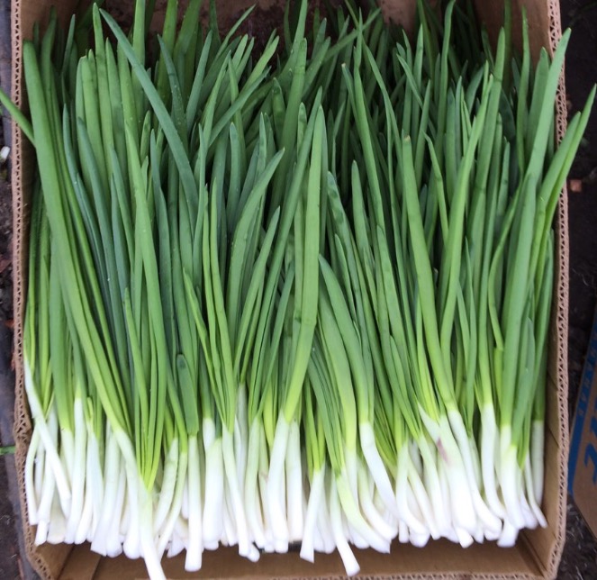 Фото 4. Продажа зелёного лука