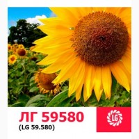 Продам семена подсолнечника Лимагрейн Тунка, LG 5580, LG 59580