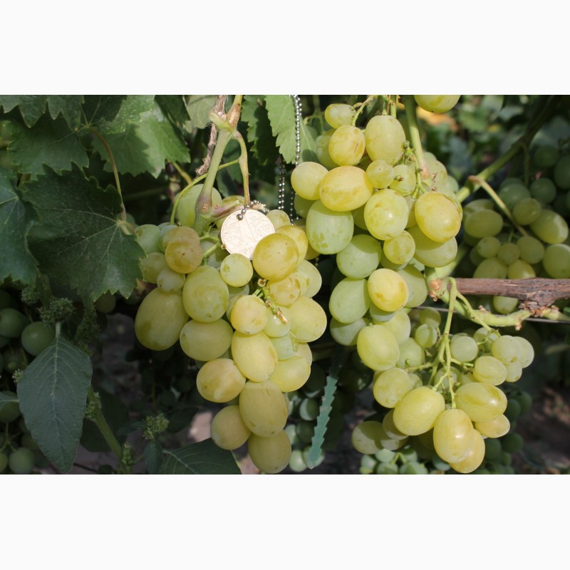 Фото 2. Саженцы столовых сортов винограда (более 150 сортов)