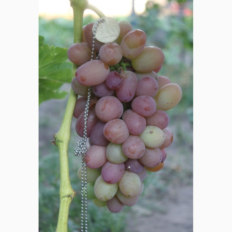 Фото 4. Саженцы столовых сортов винограда (более 150 сортов)