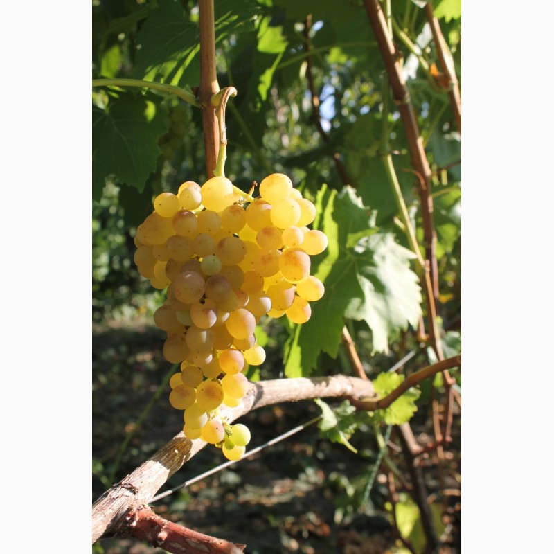 Фото 5. Саженцы столовых сортов винограда (более 150 сортов)