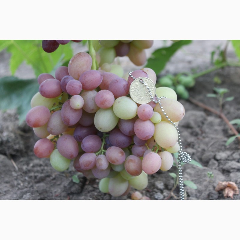 Фото 6. Саженцы столовых сортов винограда (более 150 сортов)