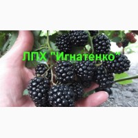 Опт и розница саженцев/черенков винограда от частного питомника