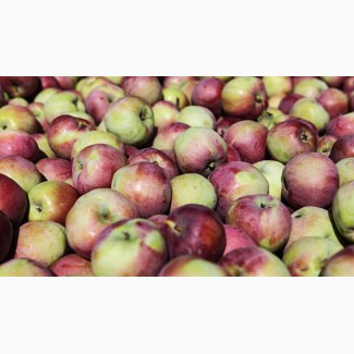 Продажа яблок оптом в больших количествах, Черновцы и обл