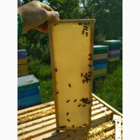 Продам мед с липы 2018 оптом