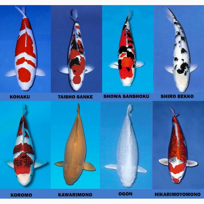 Рыбы японии названия