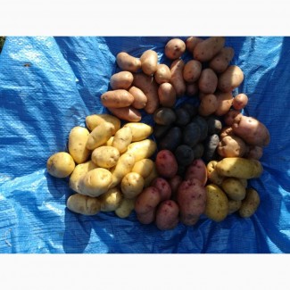Продам насіння картошки сортів Белла роза Забава Скарбниця Ревєра