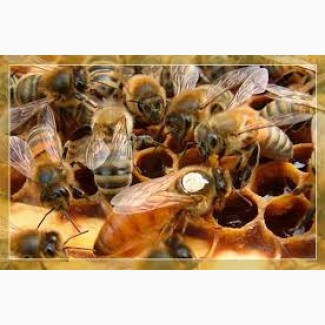 Продам бджолині матки Бакфаста Карника Итальянка