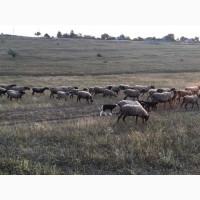 Продам овец, баранов романовской породы