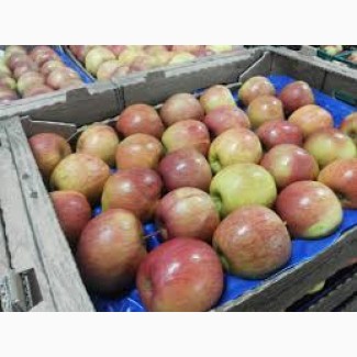 Яблоки Джонаголд, Фуджи. 7+, Житомирская область. 6 грн. Высокое качество. Наличие 300т