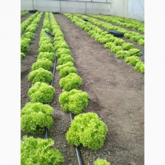 Продам зеленый салат