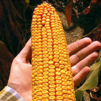 Продам кукурудзу Достаток 300 МВ