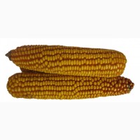 Продам кукурудзу Достаток 300 МВ