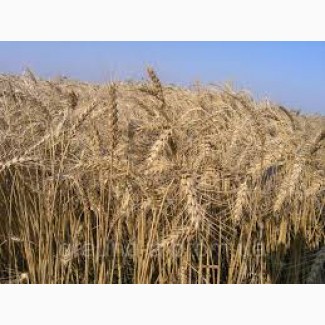 Продам Нива Одеська(пшеница)