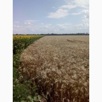 Семена озимой пшеницы Толедо (Канада)
