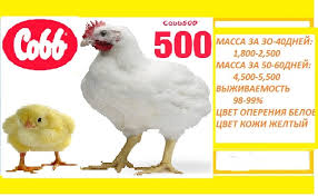 Фото 2. Инкубационное яйцо КОББ 500, Росс 308.Оригинал - импорт, Украина