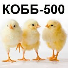 Фото 3. Инкубационное яйцо КОББ 500, Росс 308.Оригинал - импорт, Украина