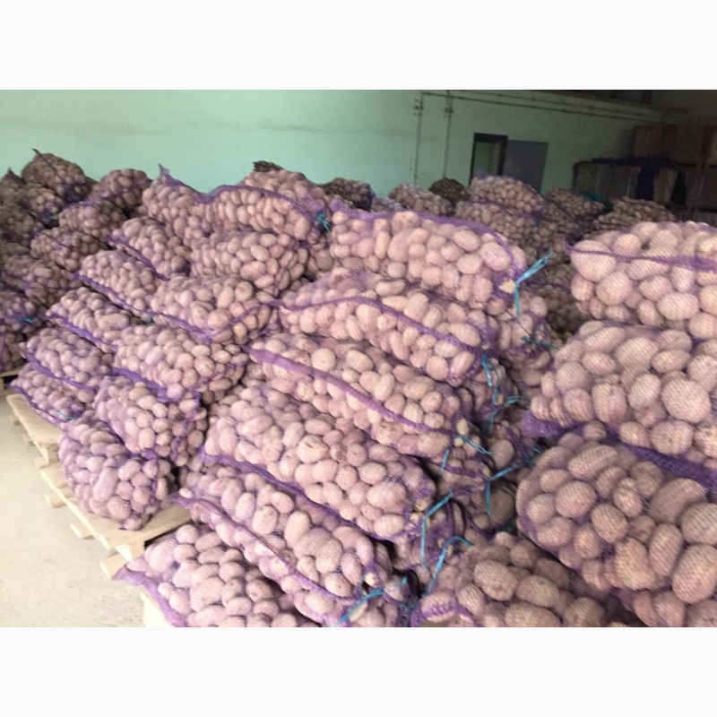 Фото 4. Продам товарну картоплю Українську, висока якість