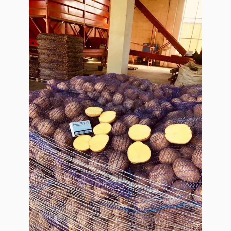 Фото 2. Продам товарну картоплю Українську, висока якість