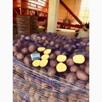 Продам товарну картоплю Українську, висока якість