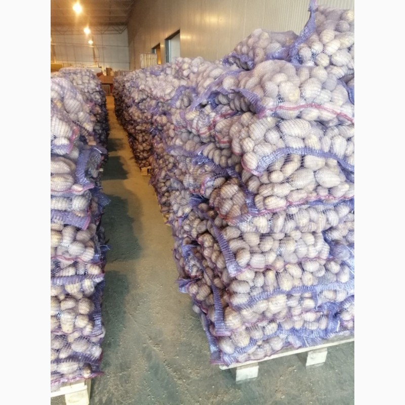 Фото 3. Продам товарну картоплю Українську, висока якість