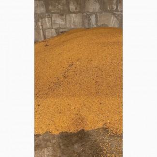 Продам фуражну кукурузу 250 тонн с НДС