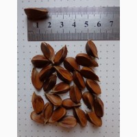 Семена Бук лесной, европейский (Fagus sylvatica) 10шт-15грн