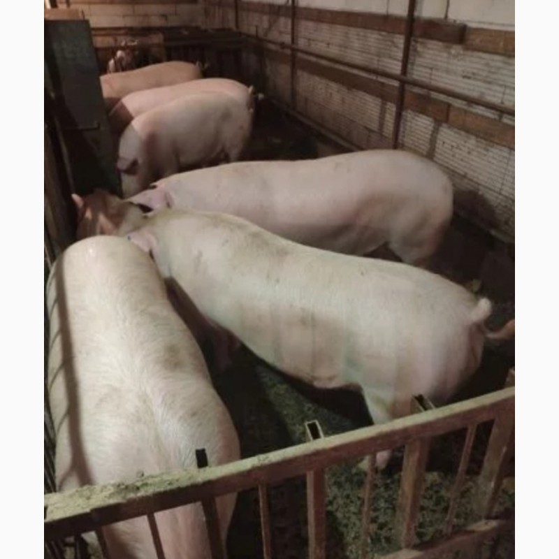 Свинья живым весом цена. См-1 порода свиней. Порода поросят см1. Скороспелая мясная порода свиней.