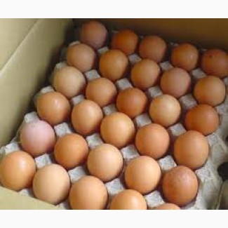 Реализуем инкубационные яйца круглый год, бройлеров и породной птицы