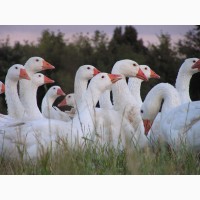 Продаємо добові гусята породи Польська Біла з Kołudy