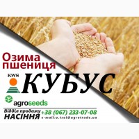 Семена озимой пшеницы от производителя! Акция - Распродажа