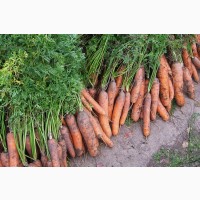 Продажа овощей с поля- морковь/морква