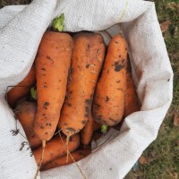 Продам моркву, сорт шантане, тара мішок 25 кг