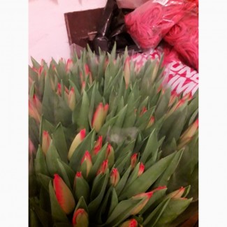 Продам квіти тюльпани