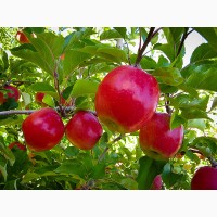 Продам оптом двухлетние саженцы яблони. Сорт Пинк Леди (Rosy Glow)