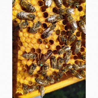 Продам Пчелопакеты КАРПАТКА с доставкой по Украине