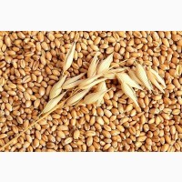 Семена озимой пшеницы Перемога (остистая, элита)