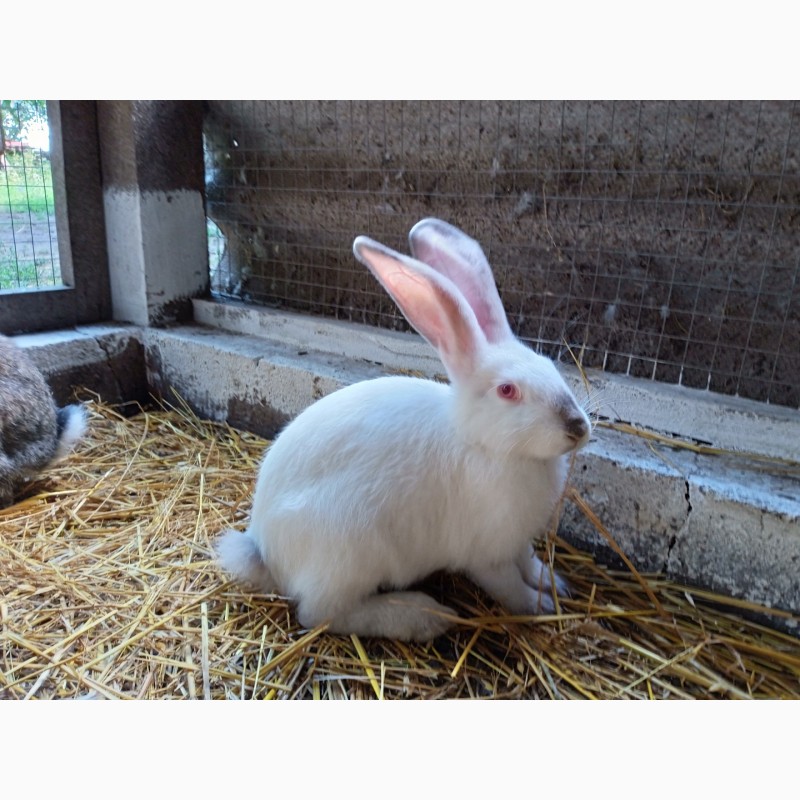 Фото 3. Кролики Бельгійський велетень Полтавське срібло Каліфорнія