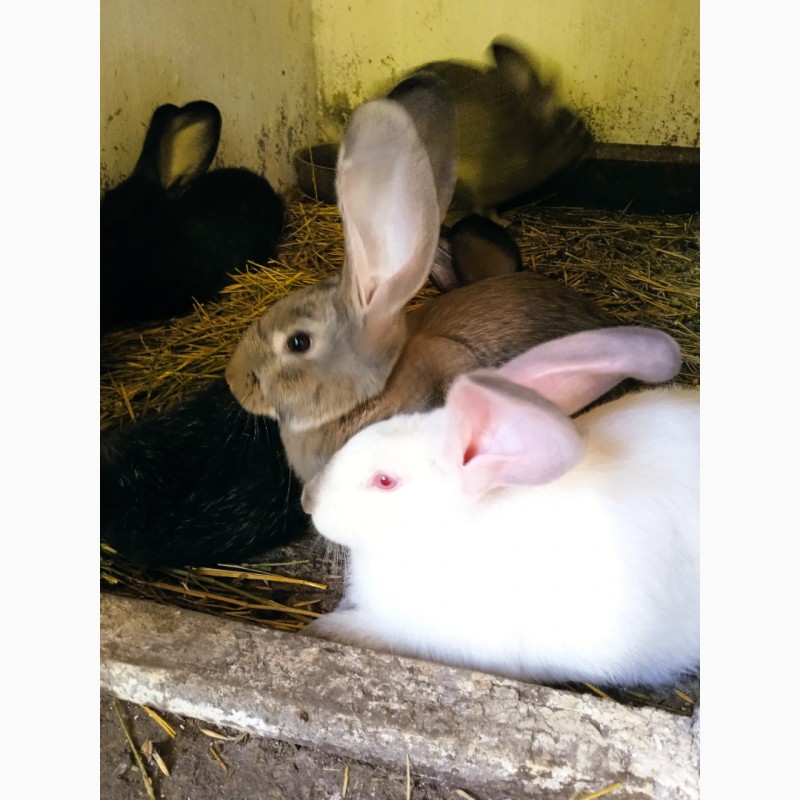 Фото 8. Кролики Бельгійський велетень Полтавське срібло Каліфорнія