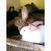 Кролики Бельгійський велетень Полтавське срібло Каліфорнія