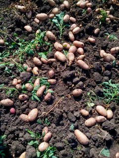 Фото 3. Продам оптом насіння ранньої картоплі Тірас