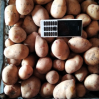 Продам оптом насіння ранньої картоплі Тірас