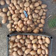 Продам оптом насіння ранньої картоплі Тірас