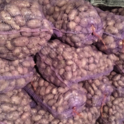 Фото 5. Продам оптом насіння ранньої картоплі Тірас